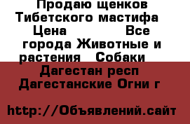 Продаю щенков Тибетского мастифа › Цена ­ 45 000 - Все города Животные и растения » Собаки   . Дагестан респ.,Дагестанские Огни г.